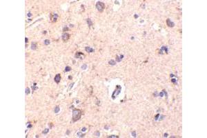 Immunohistochemical staining of human brain tissue using AP30248PU-N CTRP2 antibody at 10 μg/ml. (C1QTNF2 抗体  (Intermediate Domain))