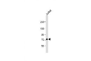 Western Blot at 1:1000 dilution + Jurkat whole cell lysate Lysates/proteins at 20 ug per lane. (GGNBP2 抗体  (C-Term))