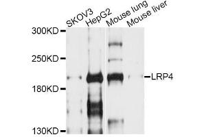 Western blot analysis of extracts of various cell lines, using LRP4 antibody (ABIN6003867) at 1/1000 dilution. (LRP4 抗体)