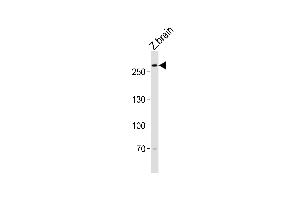 Western blot analysis of lysate from zebra fish brain tissue lysate, using (DANRE) trio Antibody (Center) Azb18705c. (TRIO 抗体  (AA 2310-2344))