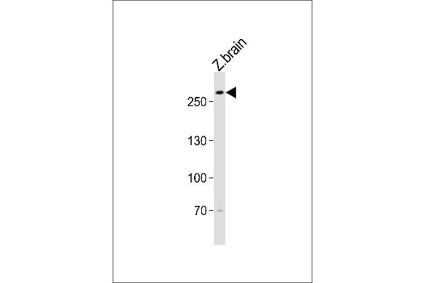 TRIO 抗体  (AA 2310-2344)