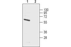 KCNA5 抗体  (1st Extracellular Loop)