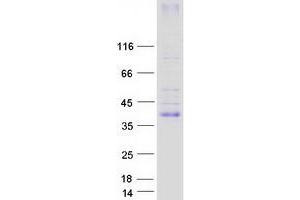 Validation with Western Blot (KCNK17 Protein (Transcript Variant 1) (Myc-DYKDDDDK Tag))