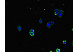 Immunofluorescence staining of HepG2 cells with ABIN7150492 at 1:333, counter-stained with DAPI. (DNAJA1 抗体  (AA 8-106))