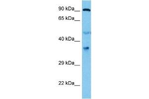 Host:  Mouse  Target Name:  EIF2S1  Sample Tissue:  Mouse Pancreas  Antibody Dilution:  1ug/ml