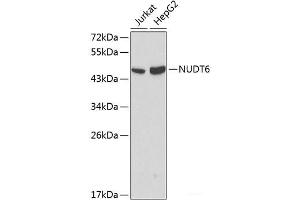 Western blot analysis of extracts of various cell lines using NUDT6 Polyclonal Antibody at dilution of 1:1000. (NUDT6 抗体)