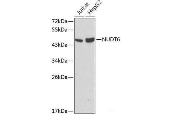 NUDT6 抗体