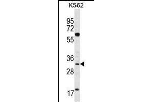 FCN3 Antibody (C-term) (ABIN656492 and ABIN2845769) western blot analysis in K562 cell line lysates (35 μg/lane). (FCN3 抗体  (C-Term))