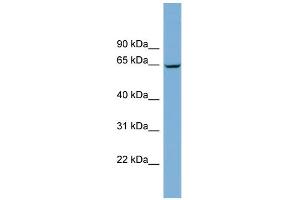 WB Suggested Anti-RACGAP1 Antibody Titration:  0. (RACGAP1 抗体  (N-Term))