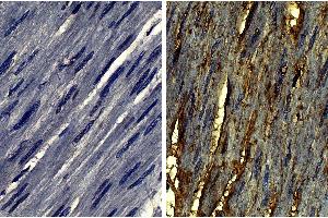 Immunohistochemistry (IHC) image for anti-Collagen, Type VI (COL6) antibody (Biotin) (ABIN135057)