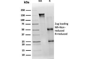 SDS-PAGE Analysis Purified TDRKH Mouse Monoclonal Antibody (PCRP-TDRKH-1H2). (TDRKH 抗体)