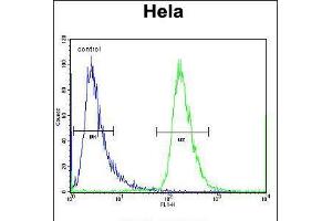 Flow cytometric analysis of Hela cells (right histogram) compared to a negative control cell (left histogram). (CHI3L2 抗体  (N-Term))