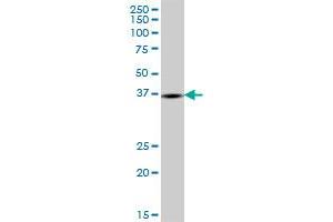 GPD1L MaxPab polyclonal antibody. (GPD1L 抗体  (AA 1-351))