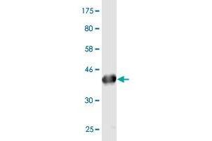 Western Blot detection against Immunogen (43. (PLA2G16 抗体  (AA 1-162))