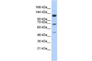 WB Suggested Anti-RFX1 Antibody Titration:  0. (RFX1 抗体  (Middle Region))