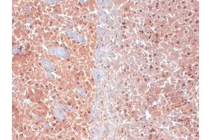 Immunohistochemistry (IHC) image for anti-Potassium Voltage-Gated Channel, KQT-Like Subfamily, Member 4 (KCNQ4) (AA 2-77) antibody (HRP) (ABIN2483184)