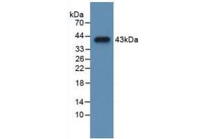 Western blot analysis of recombinant Mouse CCK. (Cholecystokinin 抗体  (AA 1-115))