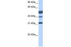 WB Suggested Anti-ATF1 Antibody Titration:  0.