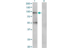 Western Blot analysis of TAP1 expression in transfected 293T cell line by TAP1 monoclonal antibody (M03), clone 3D10. (TAP1 抗体  (AA 241-350))
