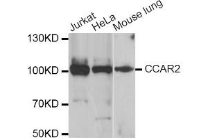 Western blot analysis of extracts of various cell lines, using CCAR2 antibody (ABIN5974285) at 1/1000 dilution. (CCAR2 抗体)