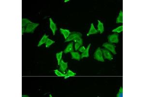 Immunofluorescence analysis of U2OS cells using MLN Polyclonal Antibody (Motilin 抗体)