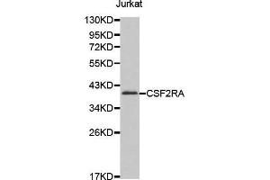 Western blot analysis of extracts of Jurkat cell line, using CSF2RA antibody. (CSF2RA 抗体  (AA 23-150))