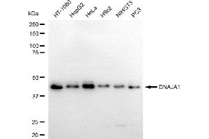Western blotting analysis using DNAJA1 antibody (ABIN7798370).