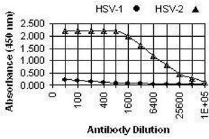 ELISA image for anti-Herpes Simplex Virus Type 2 ICP8 (HSV2 ICP8) antibody (ABIN265566) (HSV2 ICP8 抗体)