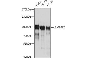 Western blot analysis of extracts of various cell lines, using L3MBTL2 antibody (ABIN6130517, ABIN6143059, ABIN6143060 and ABIN6214548) at 1:1000 dilution. (L3MBTL2 抗体  (AA 486-705))