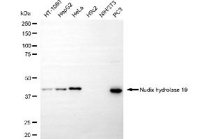 Western blotting analysis using nudix hydrolase 19 antibody (ABIN7799682).