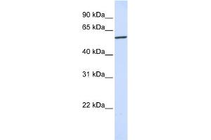 WB Suggested Anti-KPNA4 Antibody Titration: 0. (KPNA4 抗体  (N-Term))