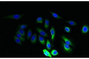 Immunofluorescent analysis of A549 cells using ABIN7165668 at dilution of 1:100 and Alexa Fluor 488-congugated AffiniPure Goat Anti-Rabbit IgG(H+L) (JAGN1 抗体  (AA 1-39))