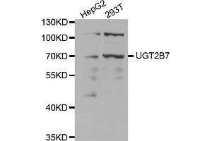 Western Blotting (WB) image for anti-UDP Glucuronosyltransferase 2 Family, Polypeptide B7 (UGT2B7) antibody (ABIN1875408) (UGT2B7 抗体)