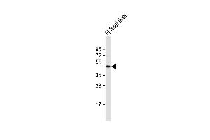 Anti-NEU2 Antibody (N-term) at 1:1000 dilution + human fetal liver lysate Lysates/proteins at 20 μg per lane. (NEU2 抗体  (N-Term))
