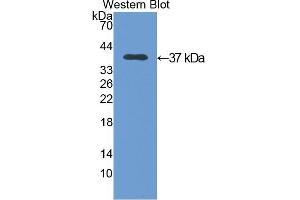 Western blot analysis of the recombinant protein. (Annexin V 抗体  (AA 1-319))