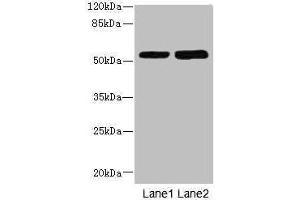 Western blot All lanes: CHRNE antibody at 1. (CHRNE 抗体  (AA 21-239))