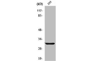 Western Blot analysis of HT29 cells using ABCC13 Polyclonal Antibody (ABCC13 抗体  (Internal Region))