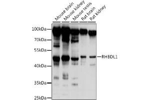 Western blot analysis of extracts of various cell lines, using RHBDL1 antibody (ABIN7269979) at 1:1000 dilution. (RHBDL1 抗体)