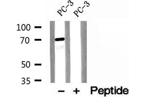 Western blot analysis of extracts of PC-3 cells, using ENOX2 antibody. (ENOX2 抗体  (N-Term))