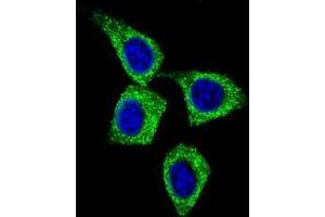 Confocal immunofluorescent analysis of BCL3 Antibody (Center) (Cat#AP50358PU-N) with Hela cell followed by Alexa Fluor 488-conjugated goat anti-rabbit lgG (green). (BCL3 抗体  (Middle Region))