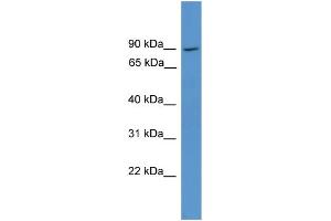 WB Suggested Anti-NCKIPSD Antibody Titration: 1.