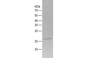 Western Blotting (WB) image for Myosin, Light Chain 12A, Regulatory, Non-Sarcomeric (MYL12A) (AA 1-171) protein (His tag) (ABIN7124072) (MYL12A Protein (AA 1-171) (His tag))