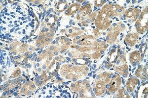 Image no. 1 for anti-Transmembrane 9 Superfamily Member 1 (TM9SF1) (AA 201-250) antibody (ABIN205056) (TM9SF1 抗体  (AA 201-250))