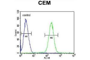 5HT3E Antibody (Center) flow cytometric analysis of CEM cells (right histogram) compared to a negative control cell (left histogram). (HTR3E 抗体  (Middle Region))