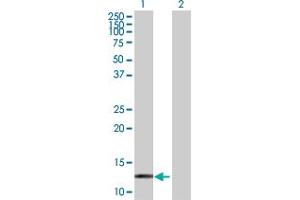 Western Blot analysis of HBZ expression in transfected 293T cell line by HBZ MaxPab polyclonal antibody.