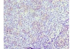 Immunohistochemistry of paraffin-embedded human tonsil tissue using ABIN7150623 at dilution of 1:100 (Mre11 抗体  (AA 1-205))