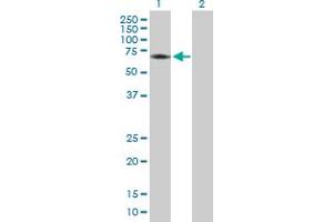 Western Blot analysis of CDC2L6 expression in transfected 293T cell line by CDC2L6 MaxPab polyclonal antibody. (CDK19 抗体  (AA 1-502))