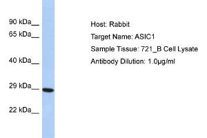 Host: Rabbit Target Name: ASIC1 Sample Type: 721_B Whole Cell lysates Antibody Dilution: 1. (ASIC1 抗体  (N-Term))