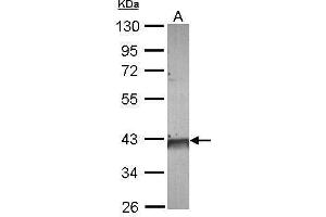WB Image Sample (30 ug of whole cell lysate) A: A549 10% SDS PAGE antibody diluted at 1:10000 (FDPS 抗体)