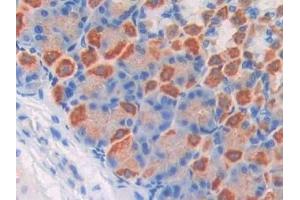 Detection of F5 in Mouse Stomach Tissue using Polyclonal Antibody to Coagulation Factor V (F5) (Coagulation Factor V 抗体  (AA 1776-2028))